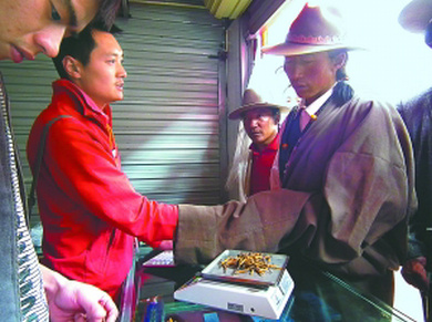 冬蟲(chóng)夏草買(mǎi)賣(mài),那曲蟲(chóng)草交易手語(yǔ),蟲(chóng)草買(mǎi)賣(mài)討價(jià)還價(jià)用暗語(yǔ)