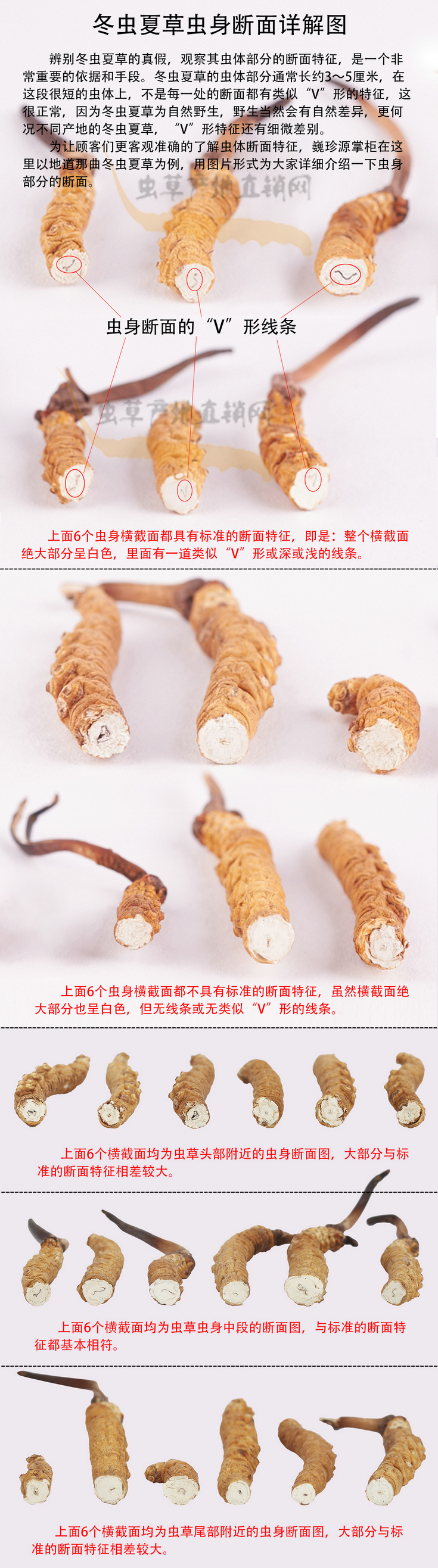 ���x(ch��ng)�Ĳݔ�����ʲô����,���x(ch��ng)�Ĳݔ���DƬ,���x(ch��ng)�Ĳݔ�����ʲô�֘ӵ�������,